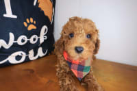 Poodle-Grim