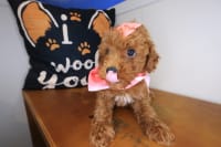 Poodle-Baroness
