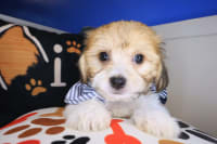 Teddy Bear-Mickey