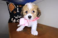 Teddy Bear-Coco