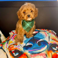 Cavapoo-Ethan
