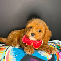 Cavapoo-Lucas