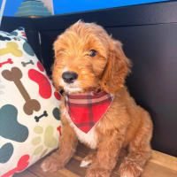 Goldendoodle-Sparky
