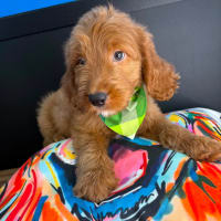 Goldendoodle-Lenny