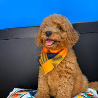 Goldendoodle-Titan