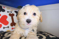 Maltipoo-Deborah