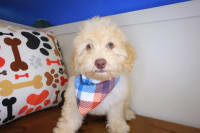 Maltipoo-Nash