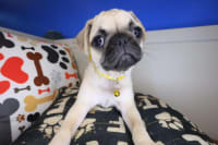 Pug-Eska