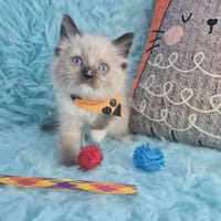 Ragdoll-Snickers