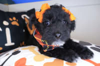 Bichapoo-Mina