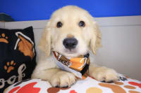 Golden Retriever-Kemar