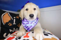 Golden Retriever-Cherub