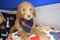 Goldendoodle-Jock