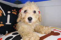 Poodle-Pearl
