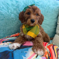 Goldendoodle-Adelene