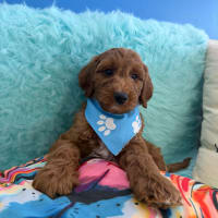 Goldendoodle-Malcolm