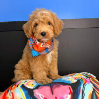 Cavapoo-Flash