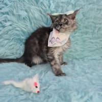 Maine Coon-Comet