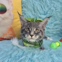 Maine Coon-Queen Latifah