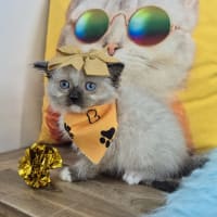Ragdoll-Becca