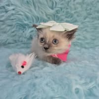 Ragdoll-Toodles