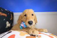 Golden Retriever-Axl