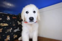 Golden Retriever-Dobby
