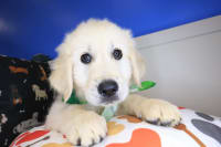 Golden Retriever-Hiccup