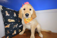 Golden Retriever-Marley