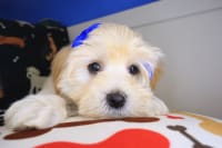 Morkie-Iggy