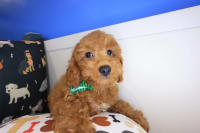 Poodle-Yoshi