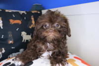 Shihpoo-Emilia