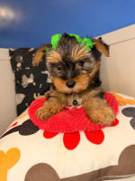Yorkshire Terrier-Pippa