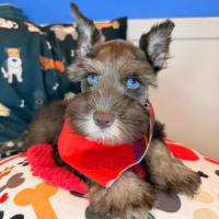 Schnauzer-Bubba