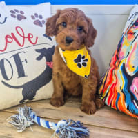 Goldendoodle-Spikel