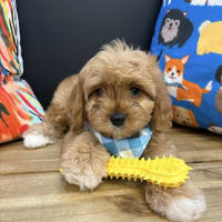 Cavapoo-Corey