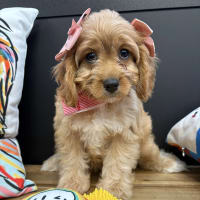 Cavapoo-Lucy