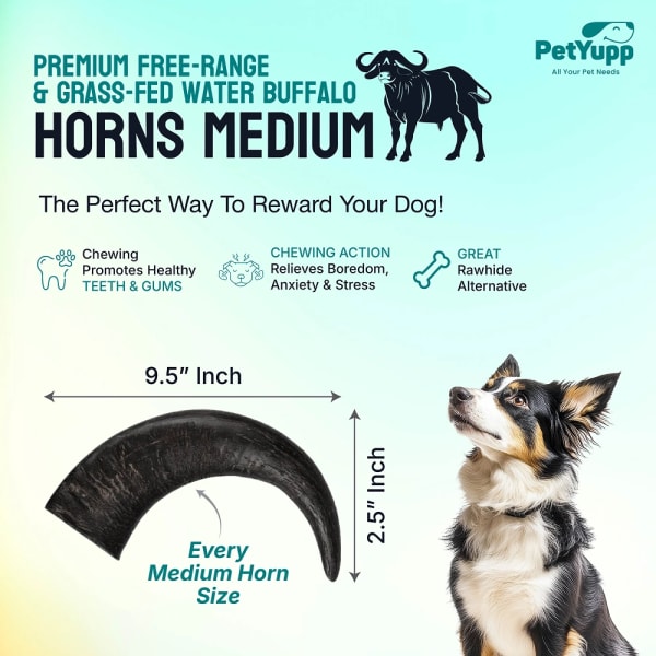 Water Buffalo Horns Dog Chew - Pack of 3 - Medium Size details