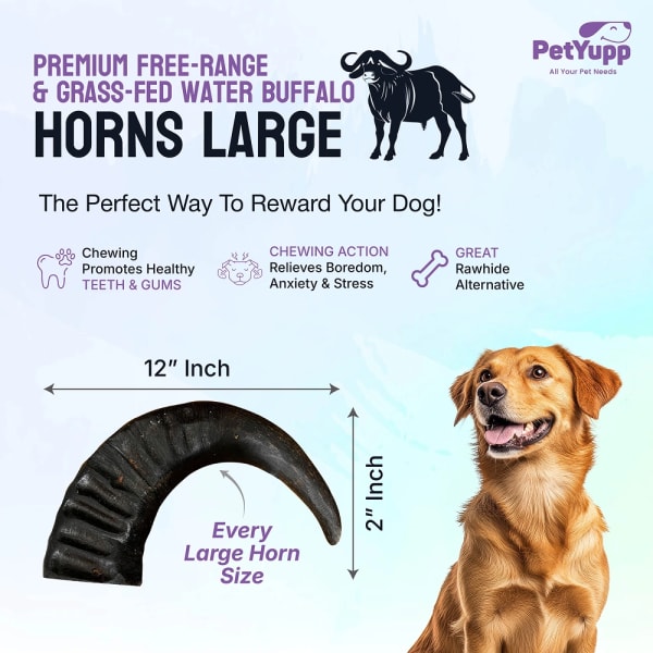 Water Buffalo Horns Dog Chew - Pack of 2 - Large Size details