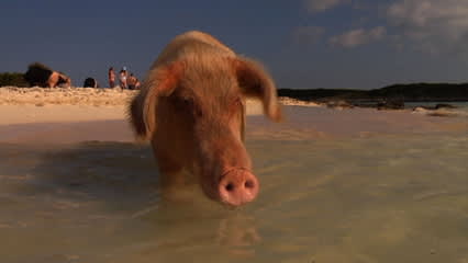 Players swim with the famous pigs at Great Exuma
