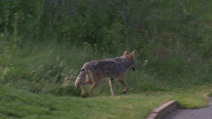 Many share the lead at GolfBC
