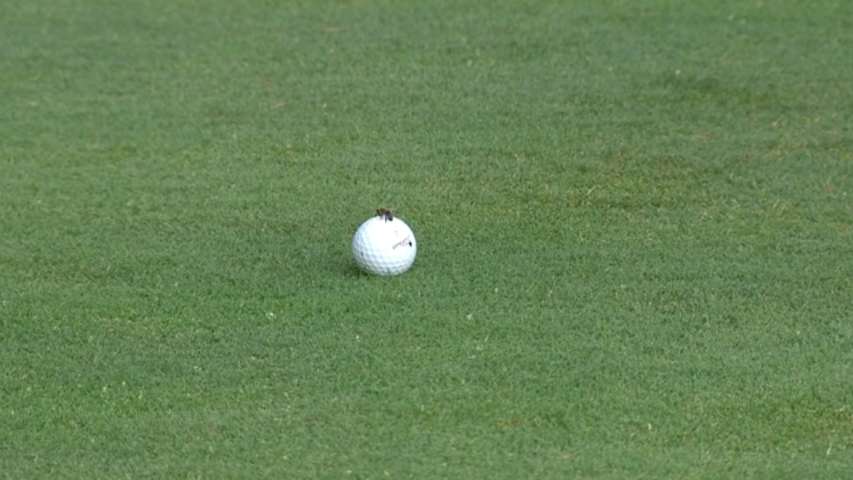 Tim Herron shows mercy to a bumble bee at WinCo Portland Open