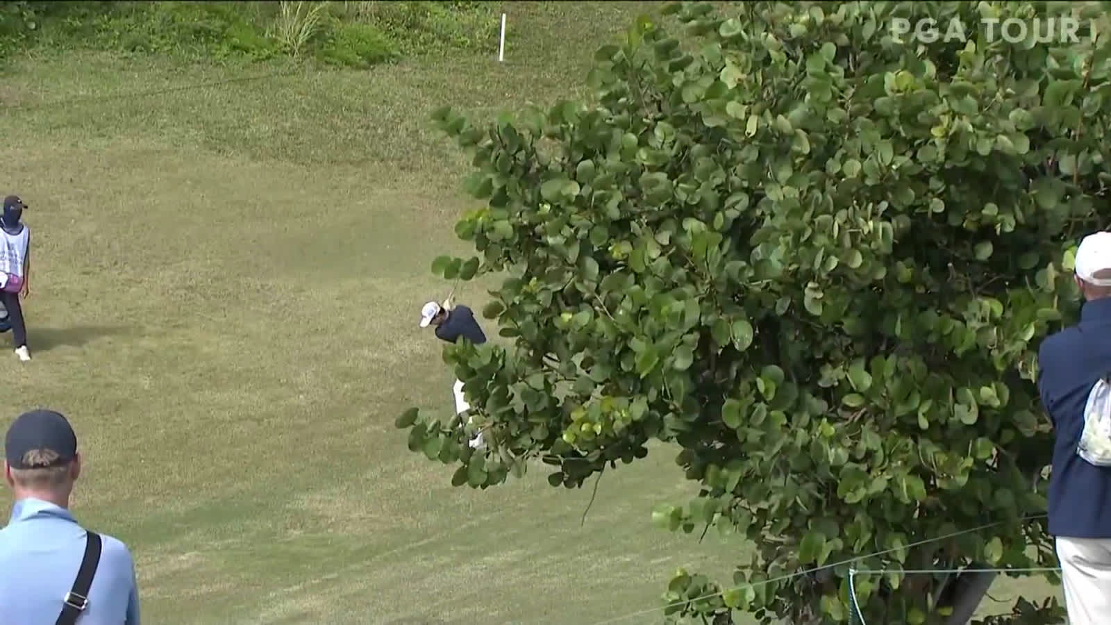 Seung-Yul Noh approach over a tree yields birdie at Bermuda