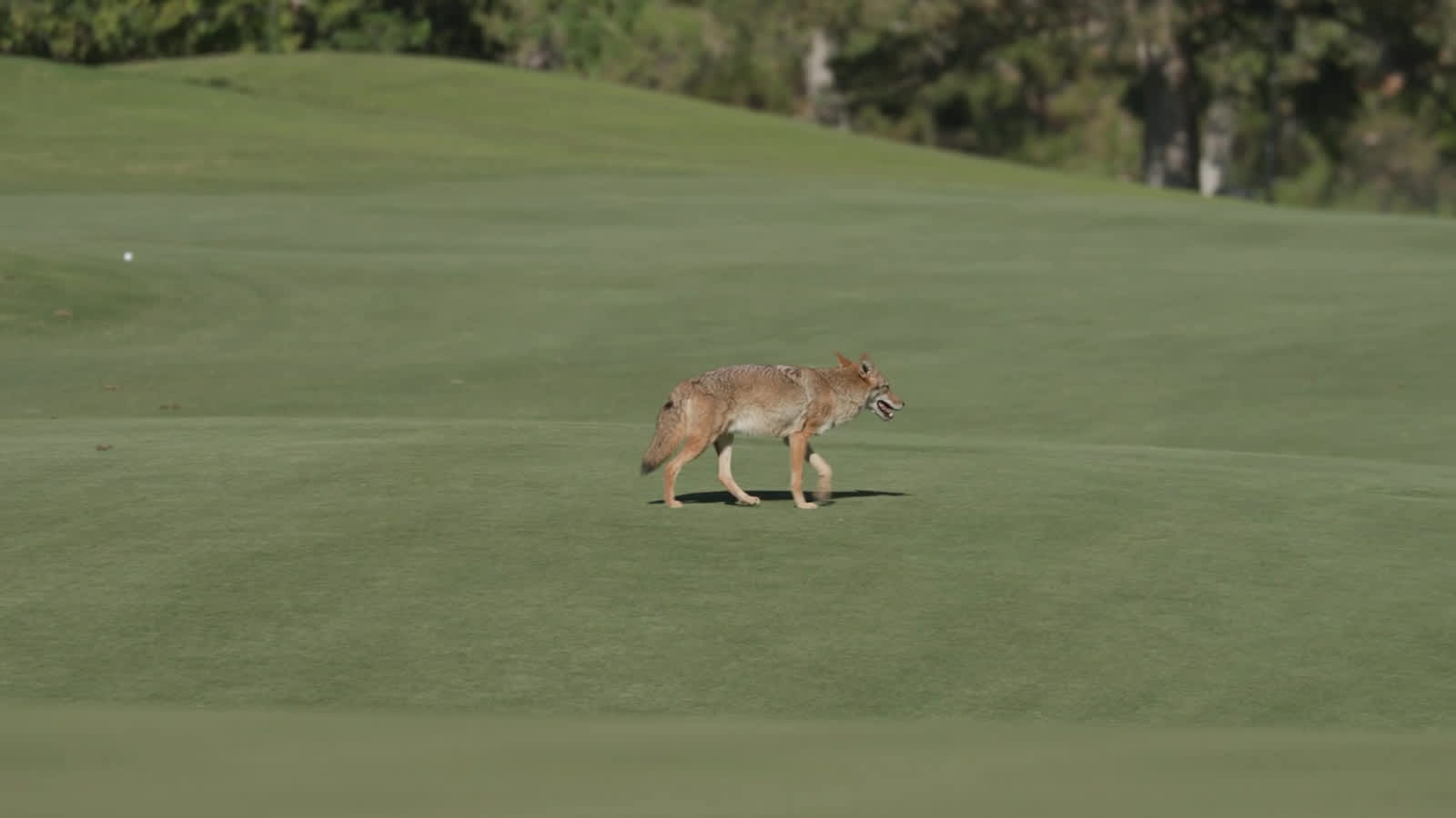 Look out! Coyote almost gets hit by tee shot at Shriners