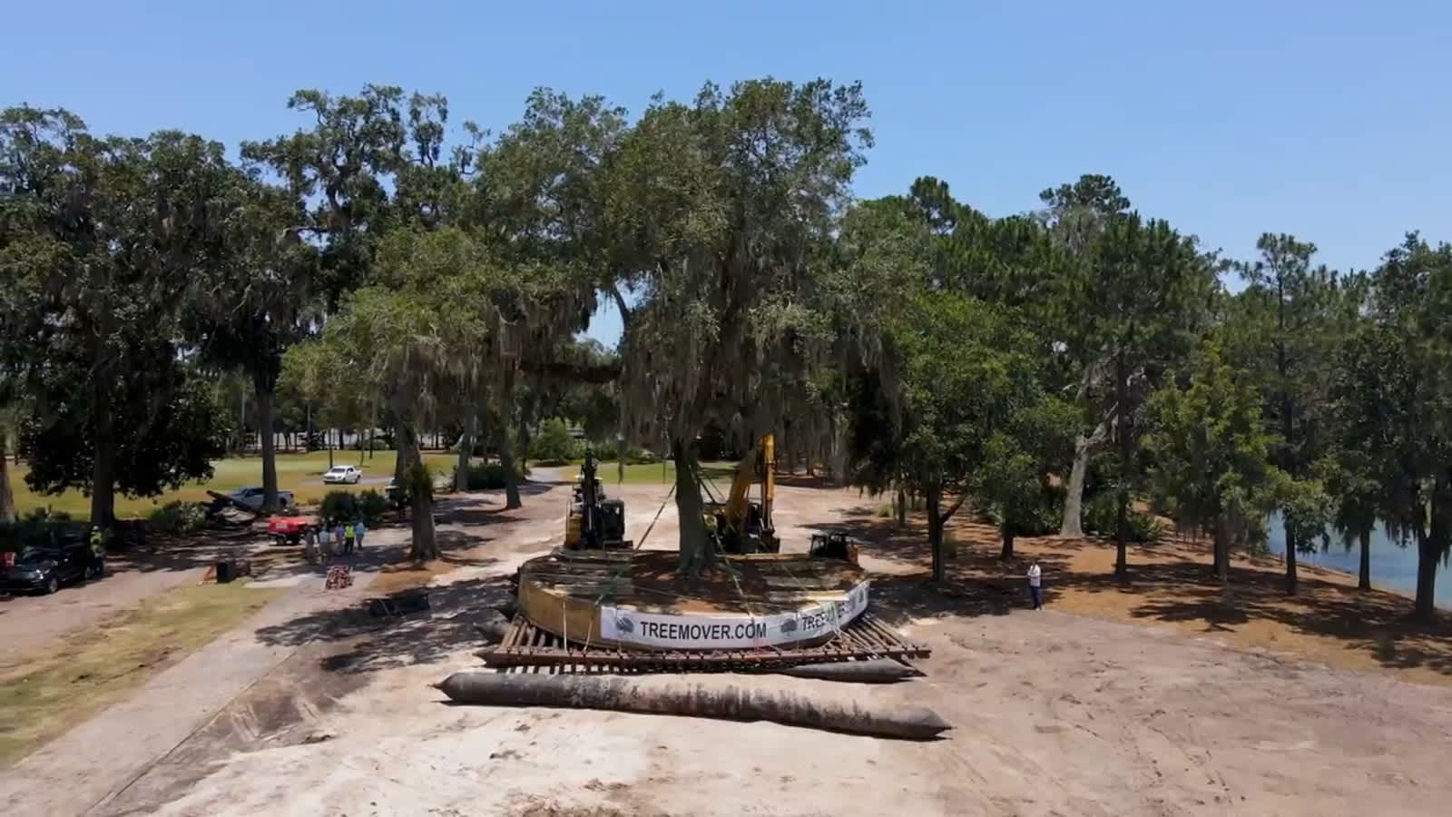 Relocating a 500,000-pound tree at TPC Sawgrass' No. 6