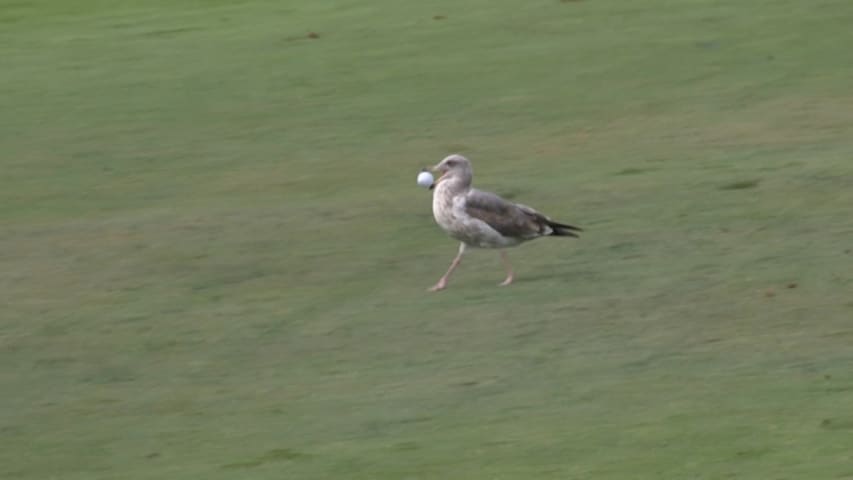 Seagull steals Colin Montgomerie’s golf ball at Nature Valley First Tee Open