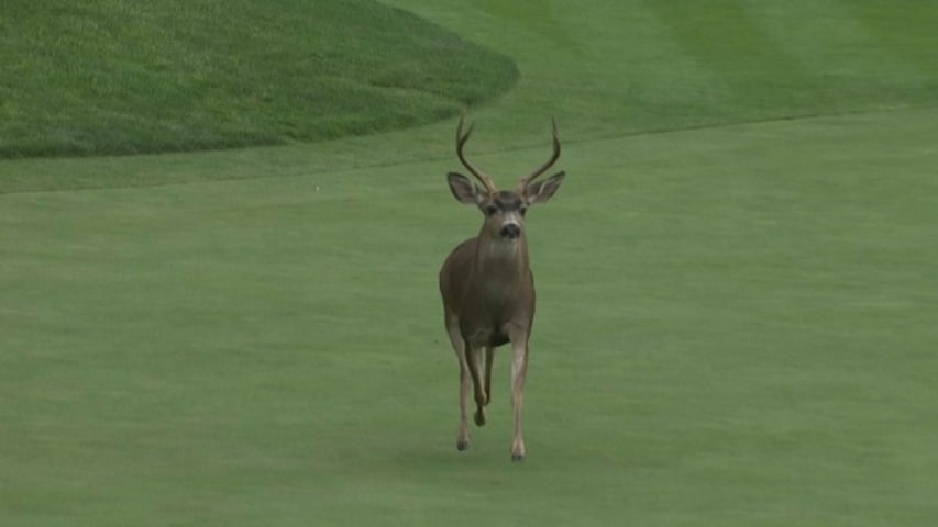 A unique hazard at the Nature Valley First Tee Open