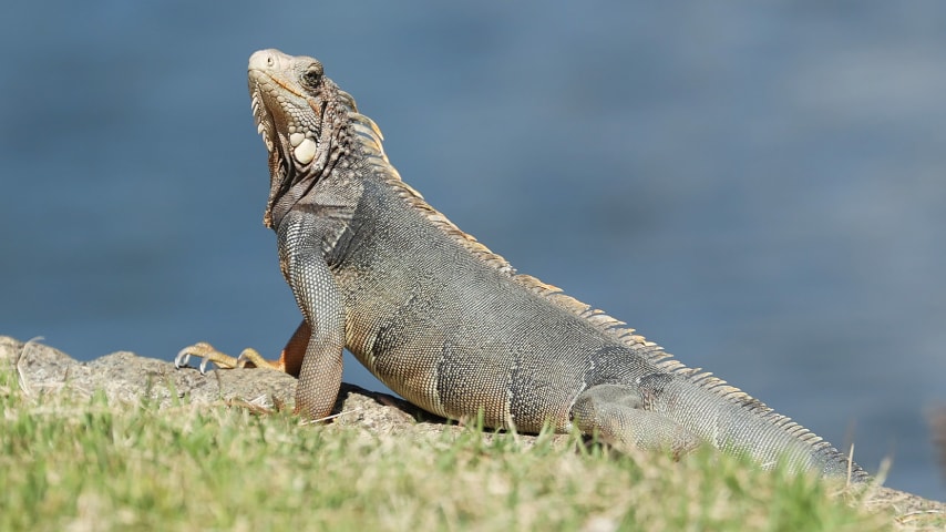 RIO GRANDE, PUERTO RICO - FEBRUARY 28:  An iguana looks on during the final round of the Puerto Rico Open at the Grand Reserve Country Club on February 28, 2021 in Rio Grande, Puerto Rico. (Photo by Andy Lyons/Getty Images)