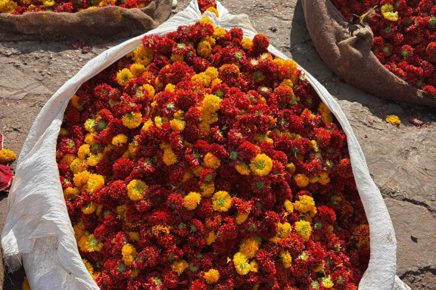 Jaipur Tour Photo
