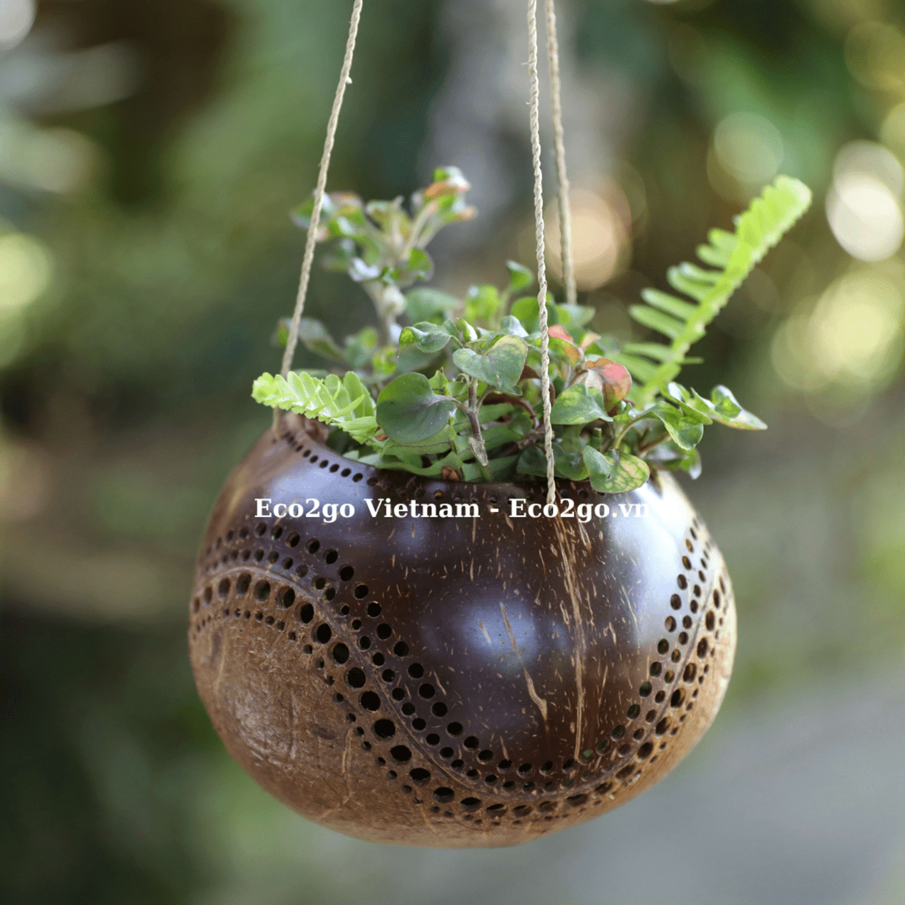 Coconut Shell Plant Pot